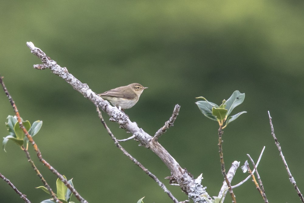 Common Chiffchaff - ML620143890