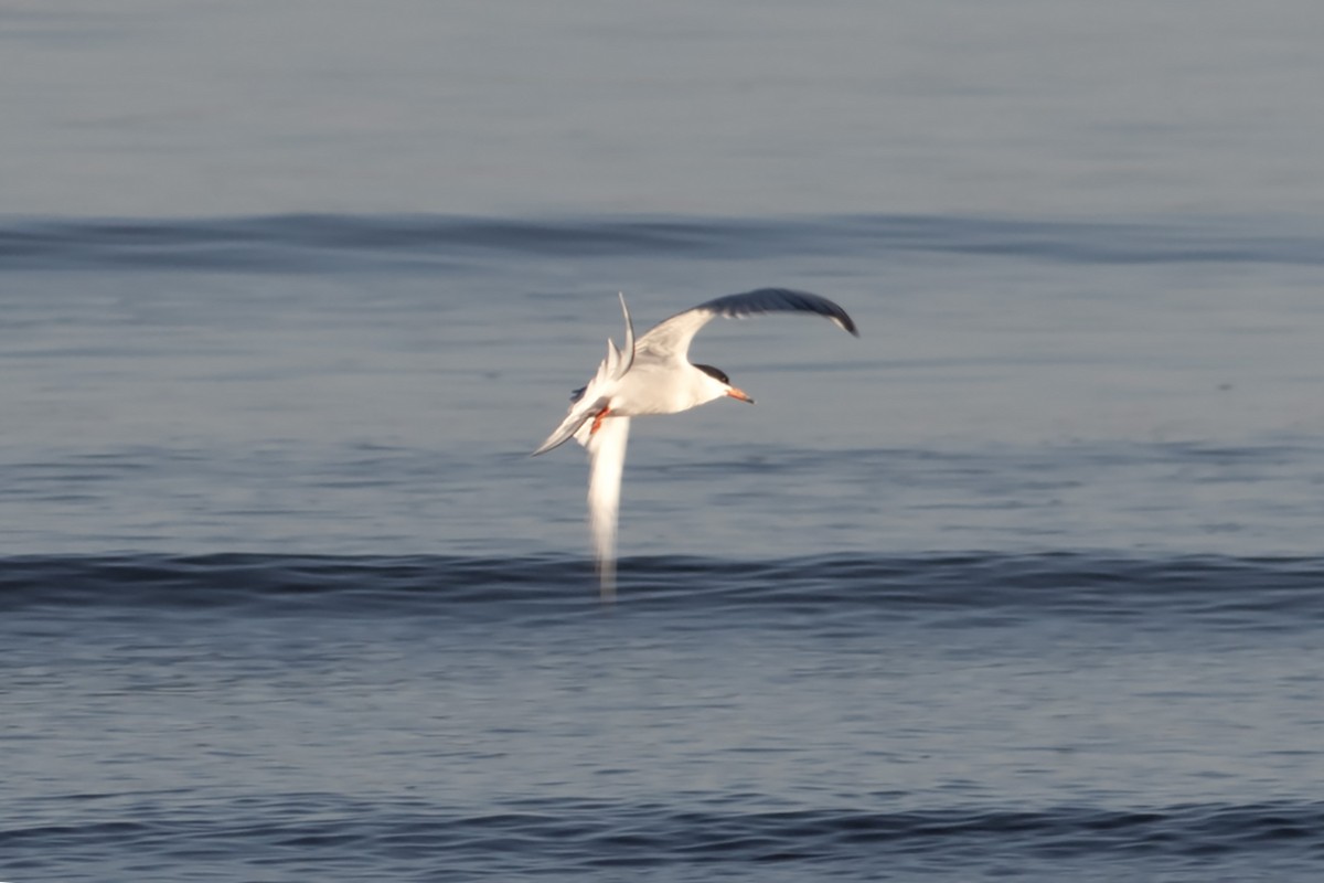 Common Tern - ML620143892