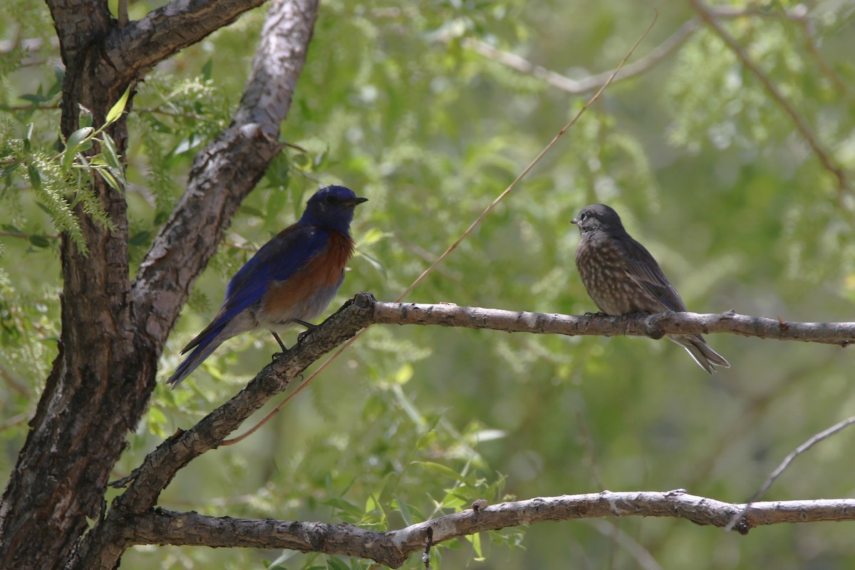 Western Bluebird - ML620143894