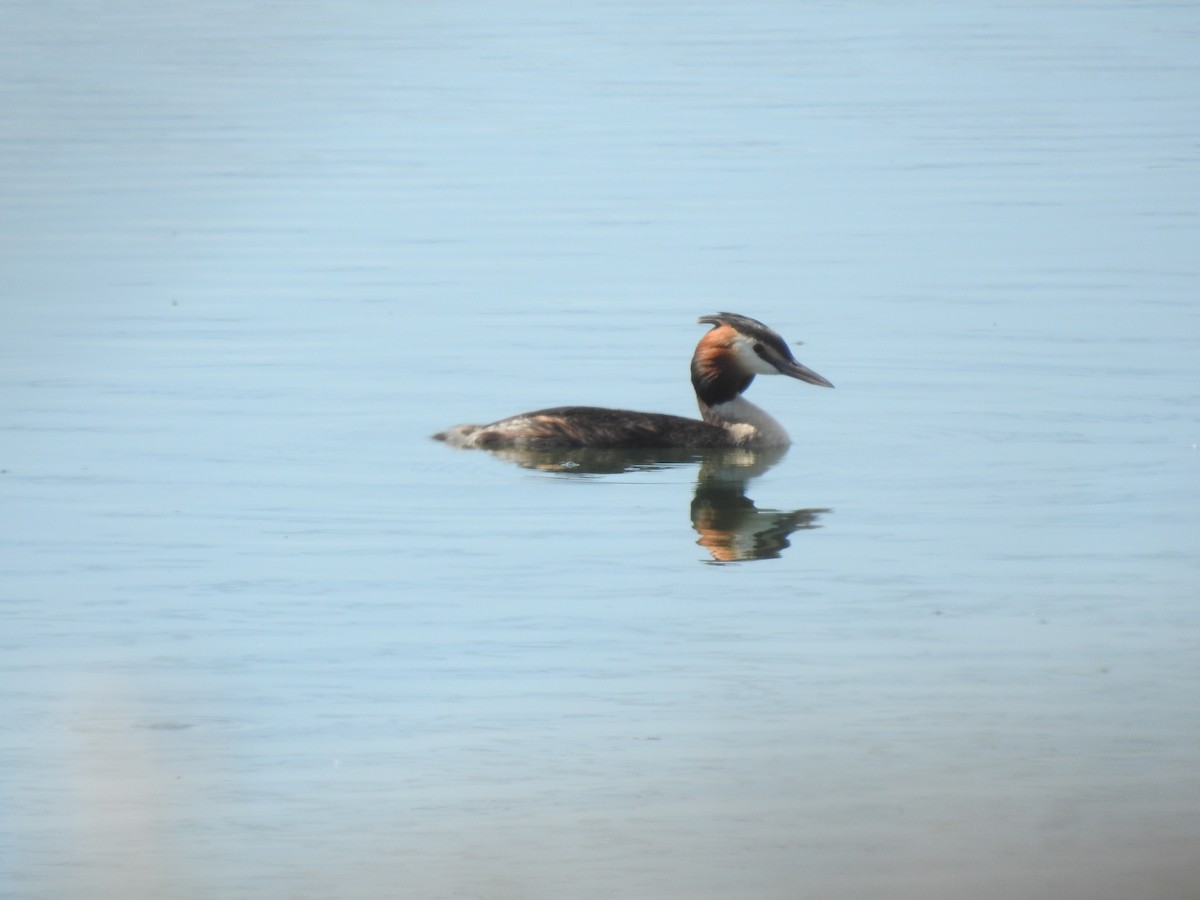 Great Crested Grebe - ML620143897