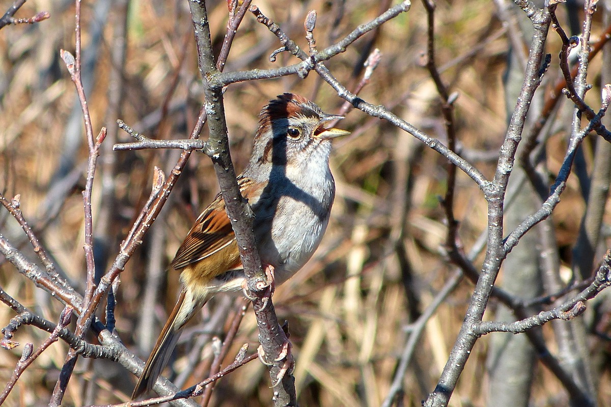 Swamp Sparrow - ML620143901