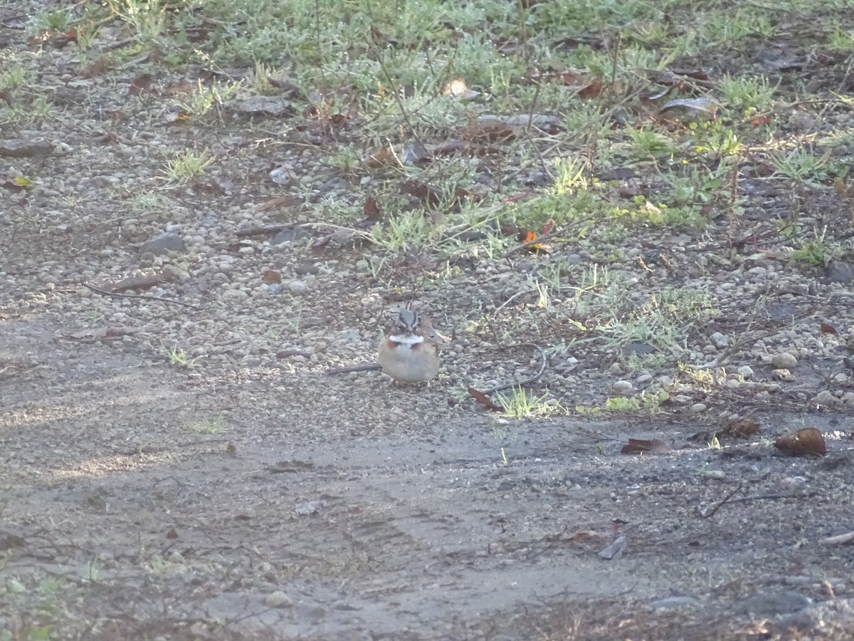 Rufous-collared Sparrow - ML620143907