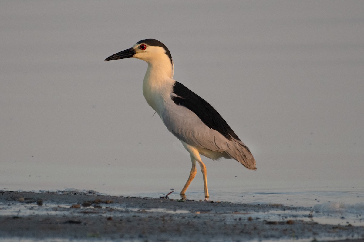 Black-crowned Night Heron - ML620143912