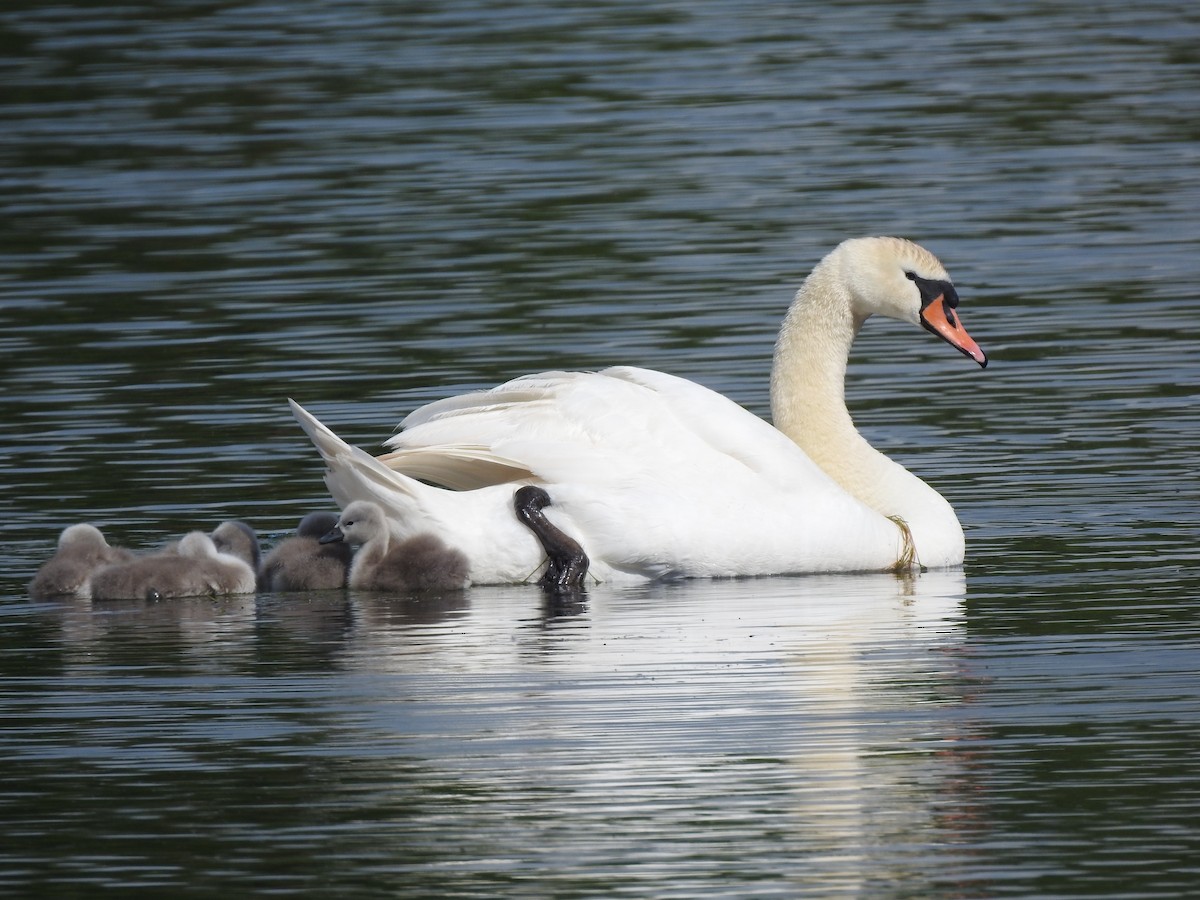 labuť velká - ML620143918
