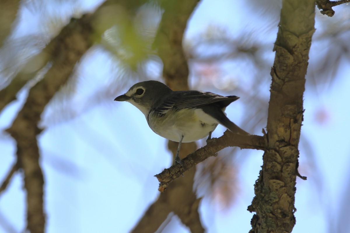 Plumbeous Vireo - ML620143925