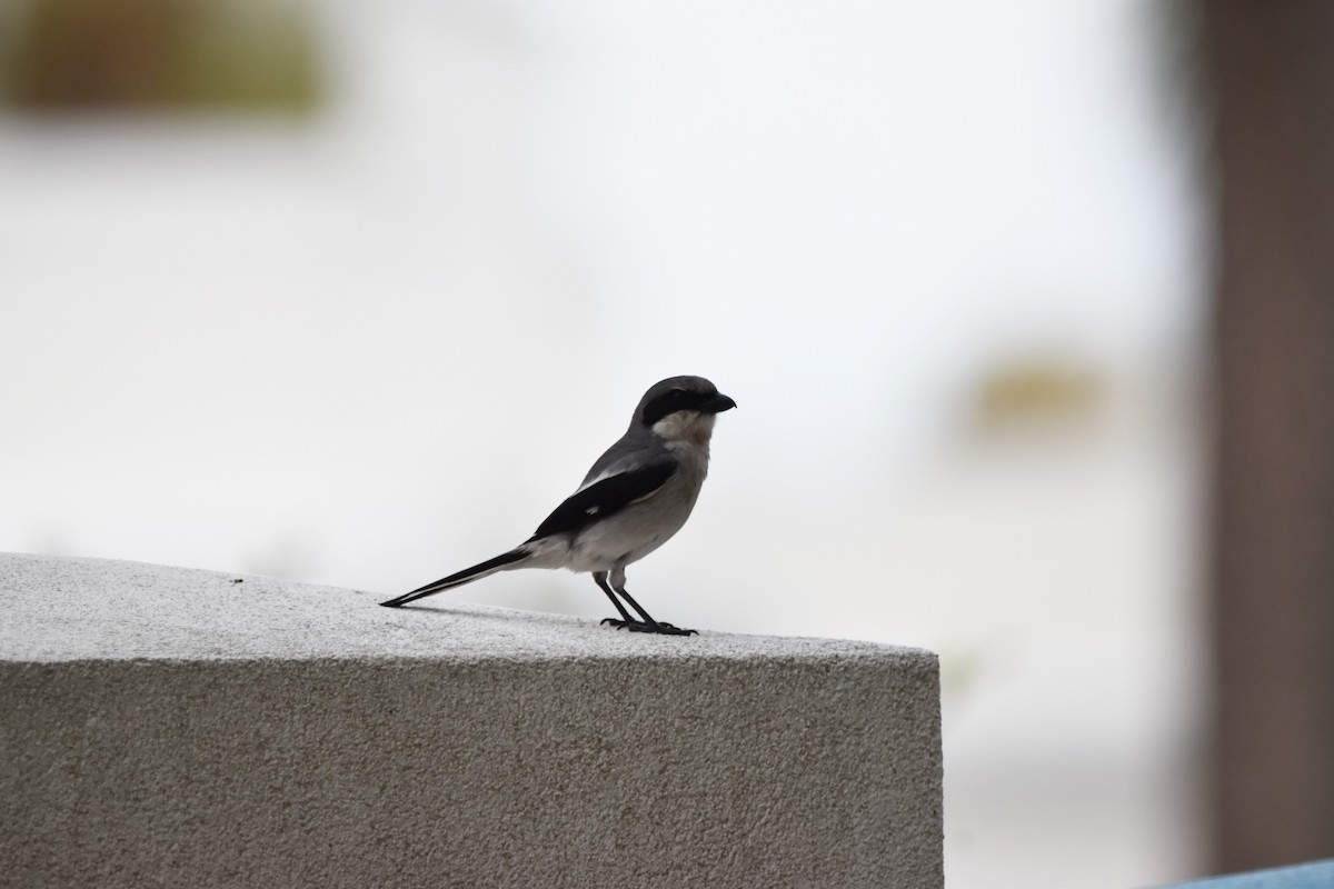 Loggerhead Shrike - ML620143937