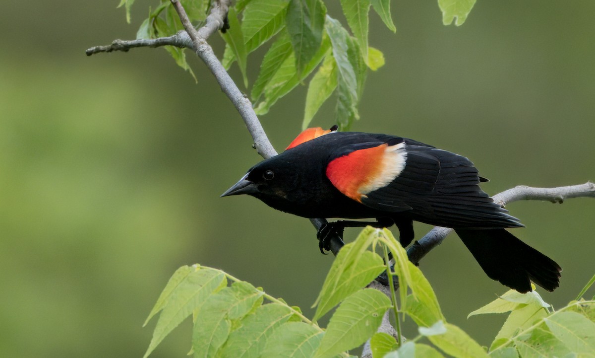 Red-winged Blackbird - ML620143944