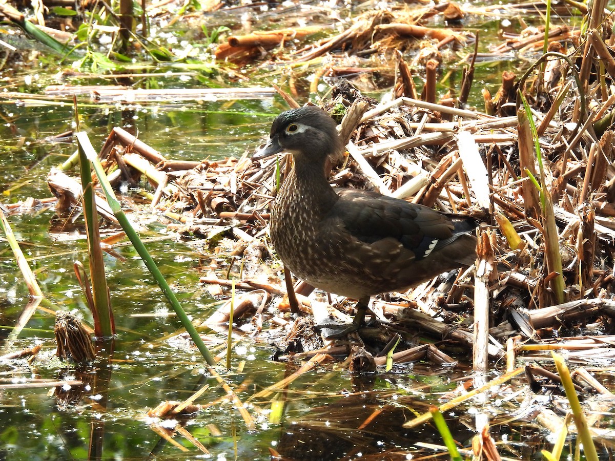 Wood Duck - ML620143945