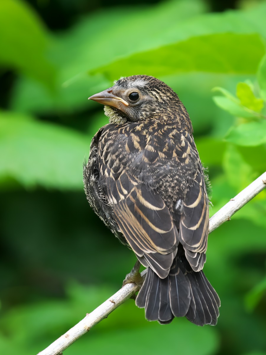 Red-winged Blackbird - ML620143947