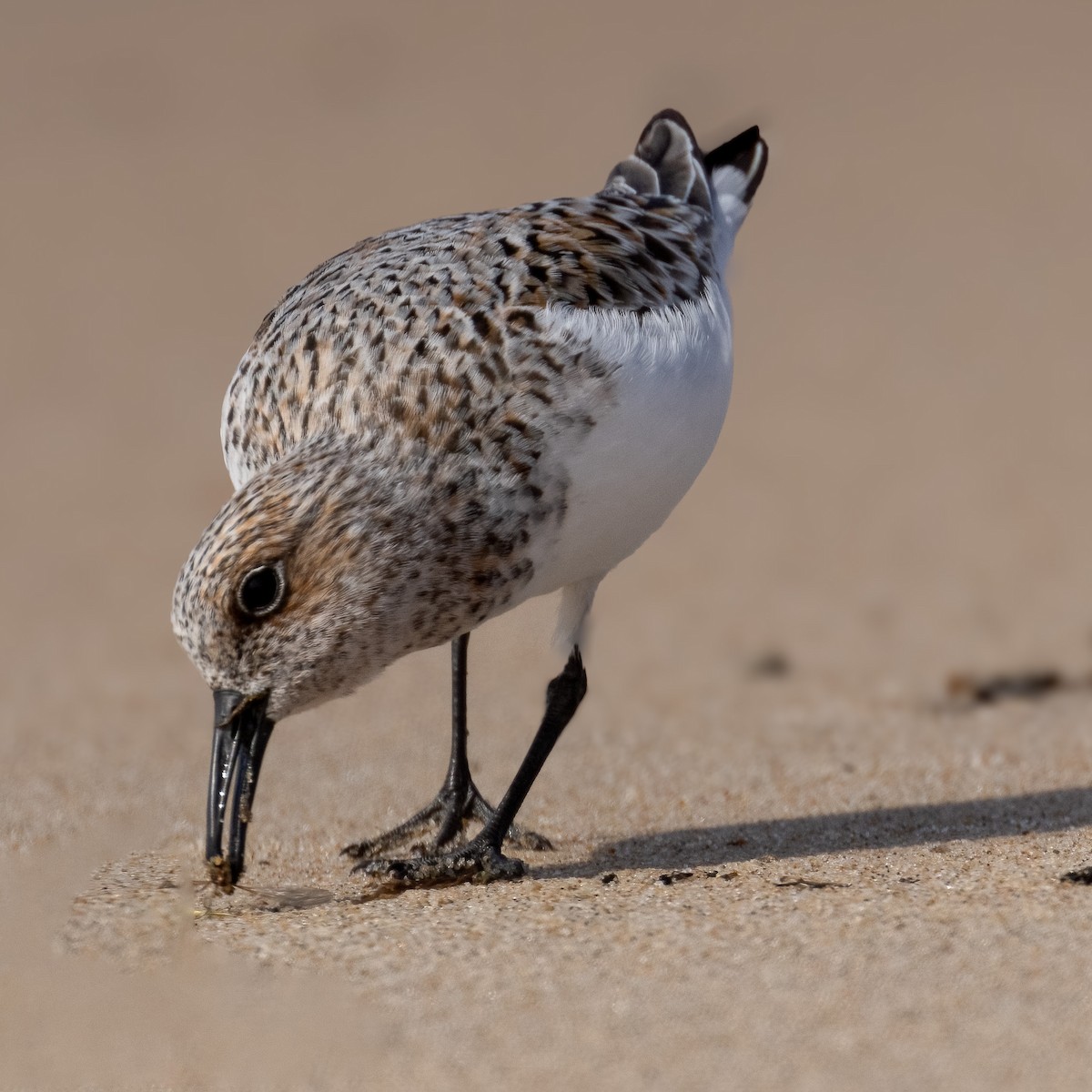 Bécasseau sanderling - ML620143948