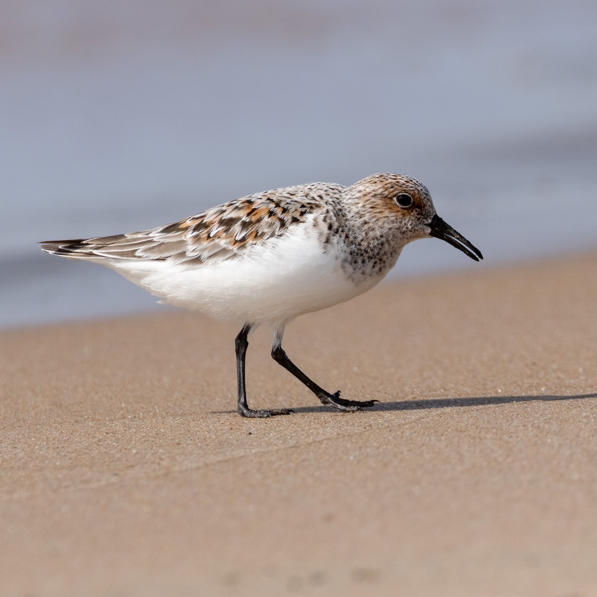 Bécasseau sanderling - ML620143956