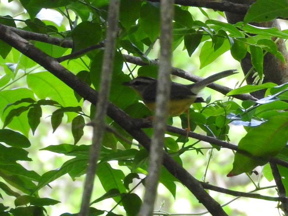 Golden-crowned Warbler - ML620143967