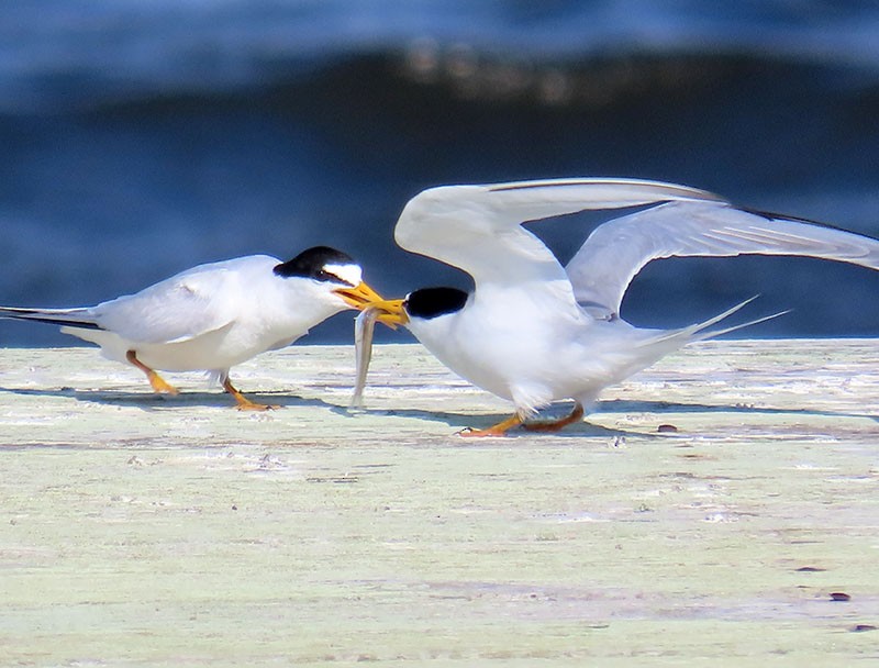 Least Tern - ML620143974