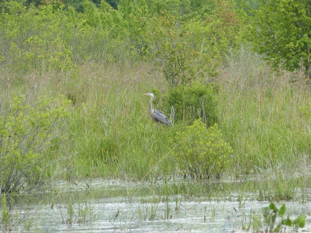 Garza Azulada - ML620143975