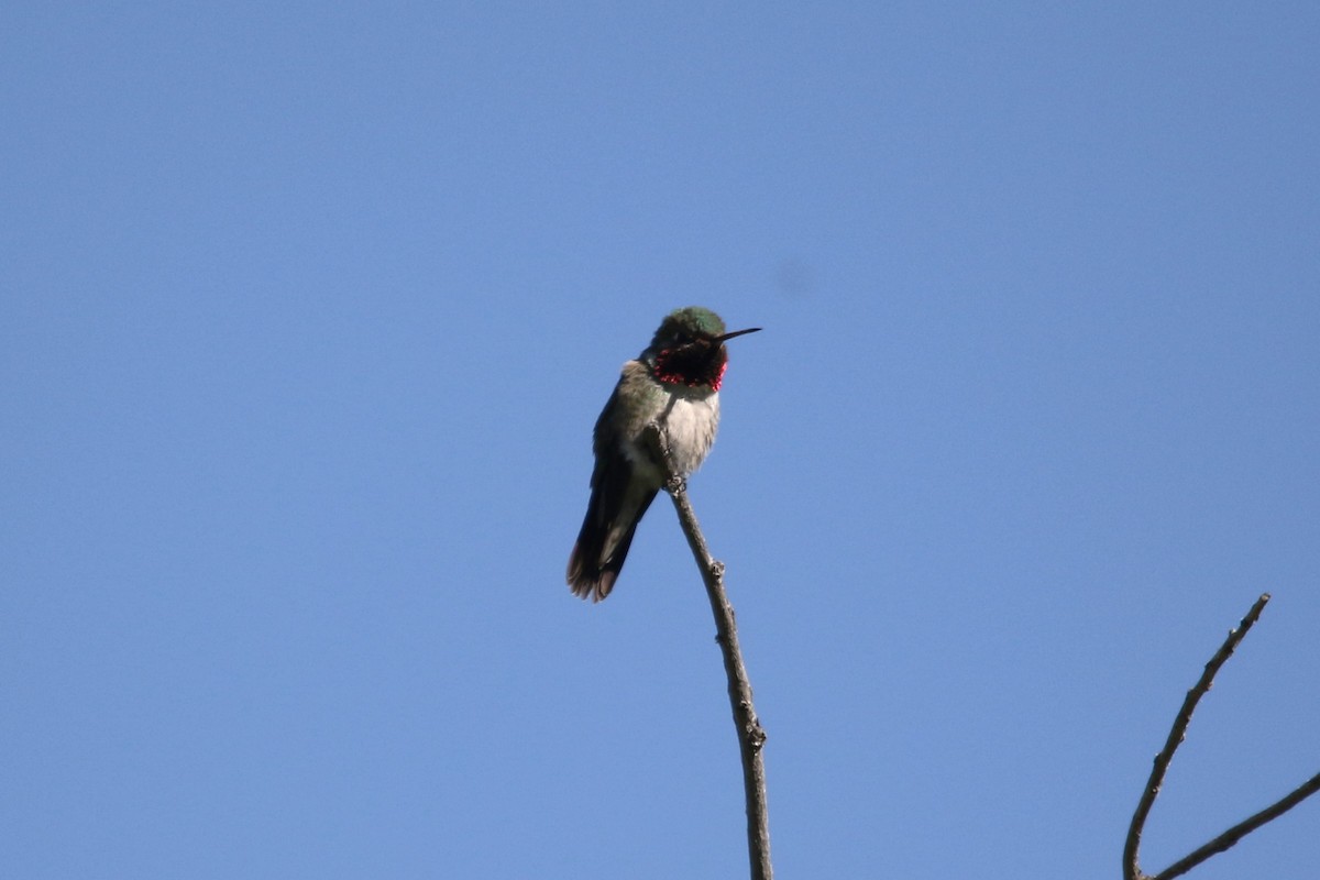Broad-tailed Hummingbird - ML620143982