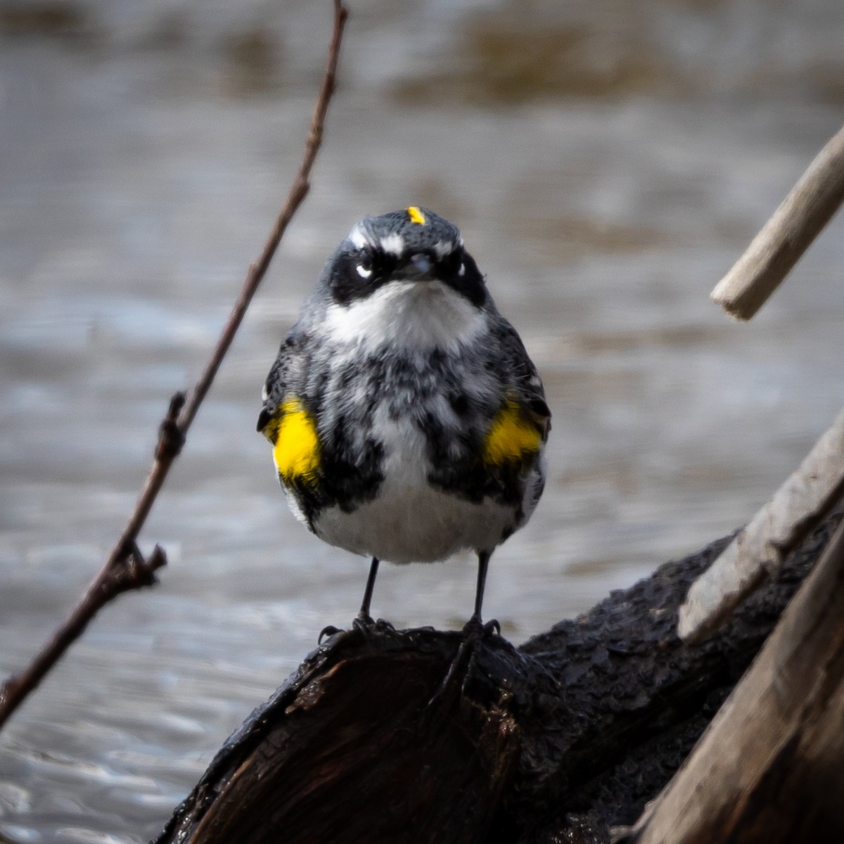 Yellow-rumped Warbler - ML620143988