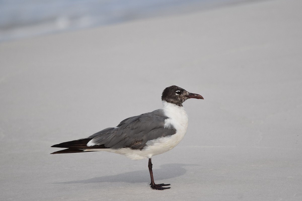 Laughing Gull - ML620143998