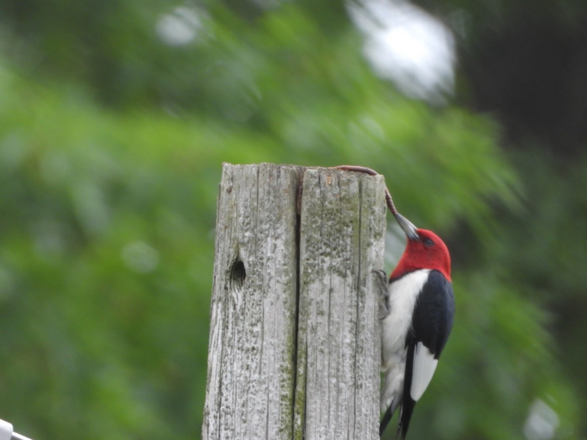 Red-headed Woodpecker - ML620144000