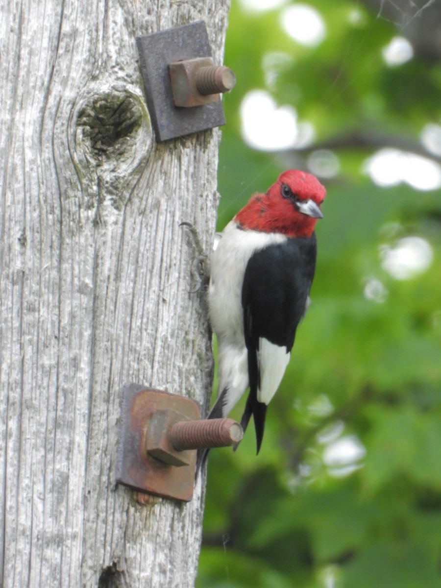 Red-headed Woodpecker - ML620144001