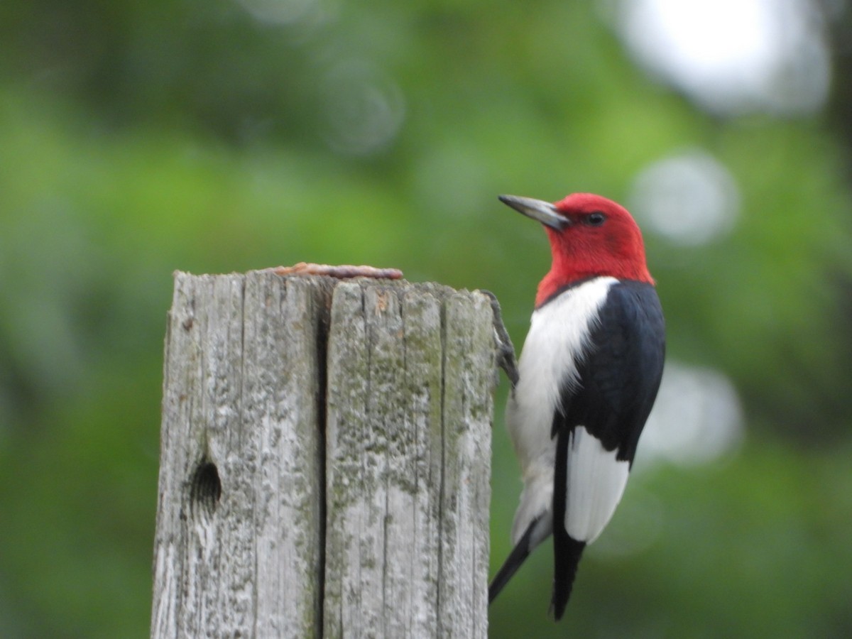 Red-headed Woodpecker - ML620144002