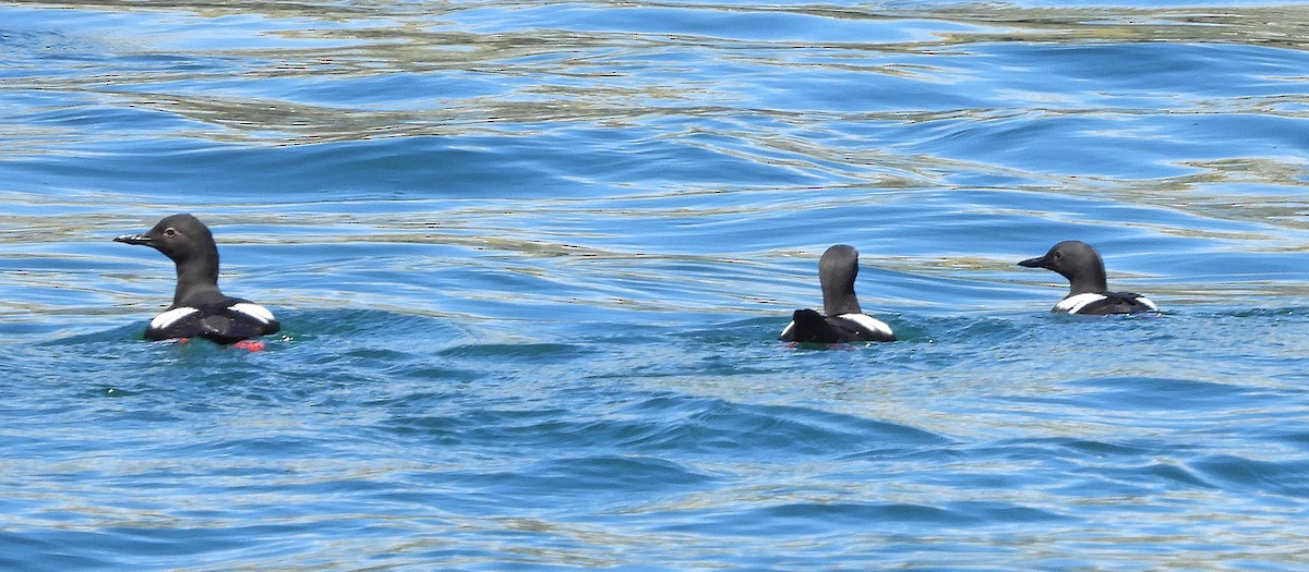 Pigeon Guillemot - ML620144008