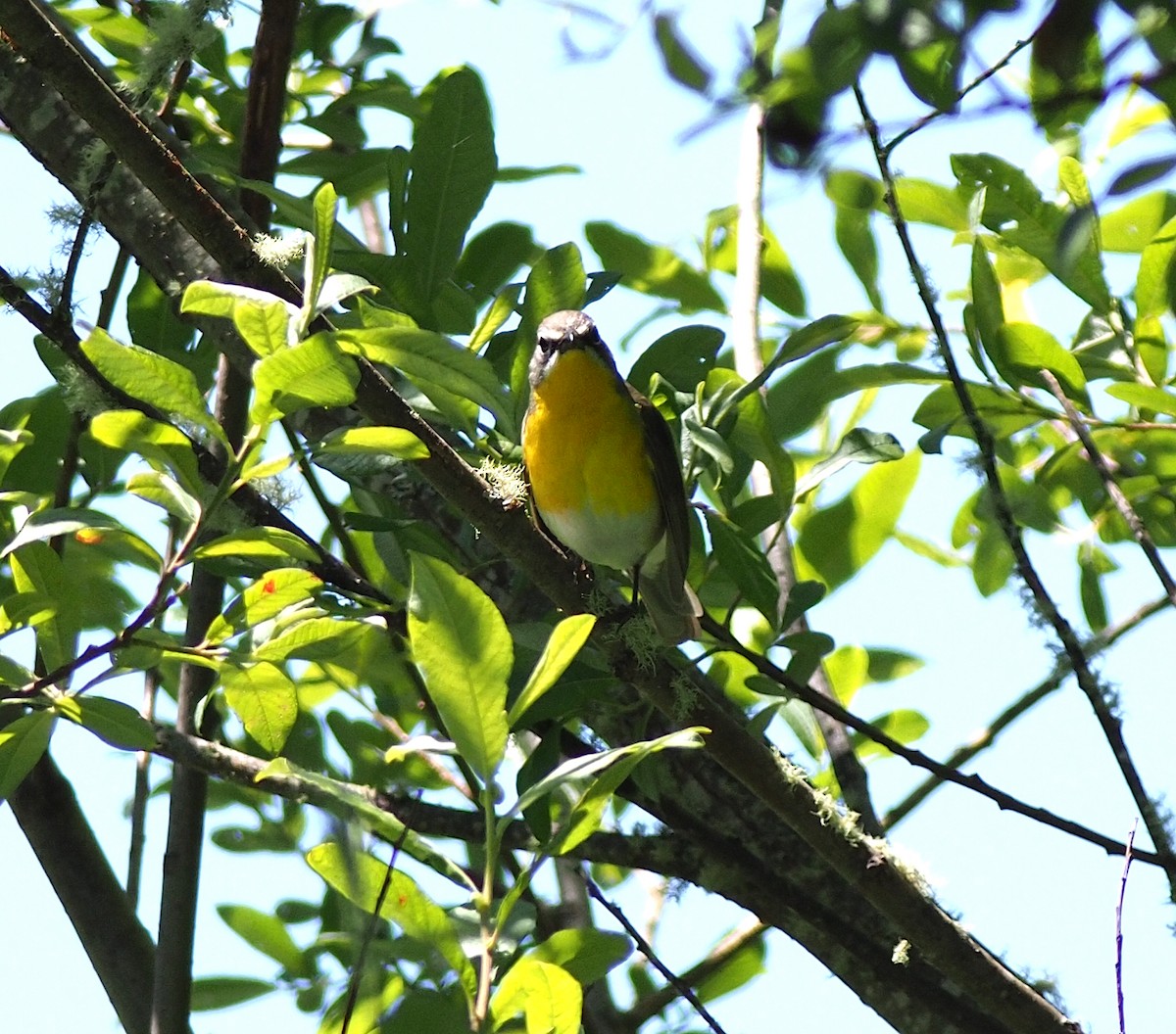 Yellow-breasted Chat - ML620144025