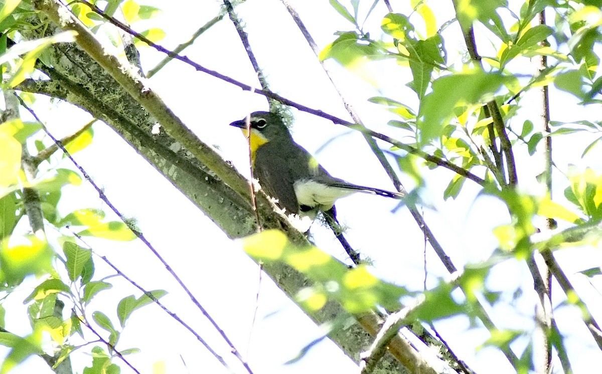 Yellow-breasted Chat - ML620144031
