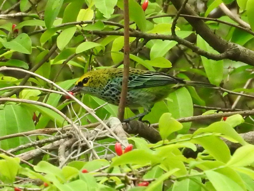 Speckled Tanager - ML620144035