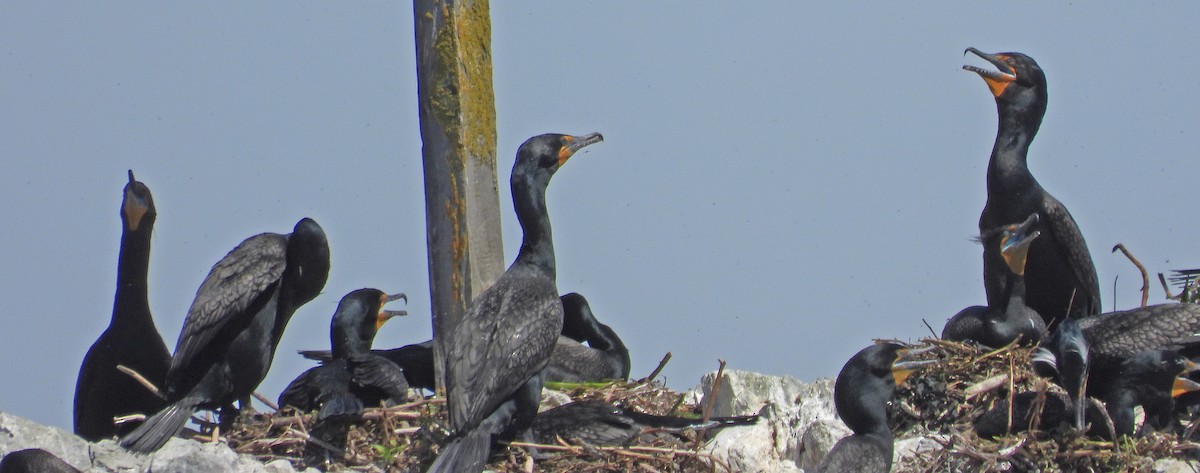 Double-crested Cormorant - Jock McCracken