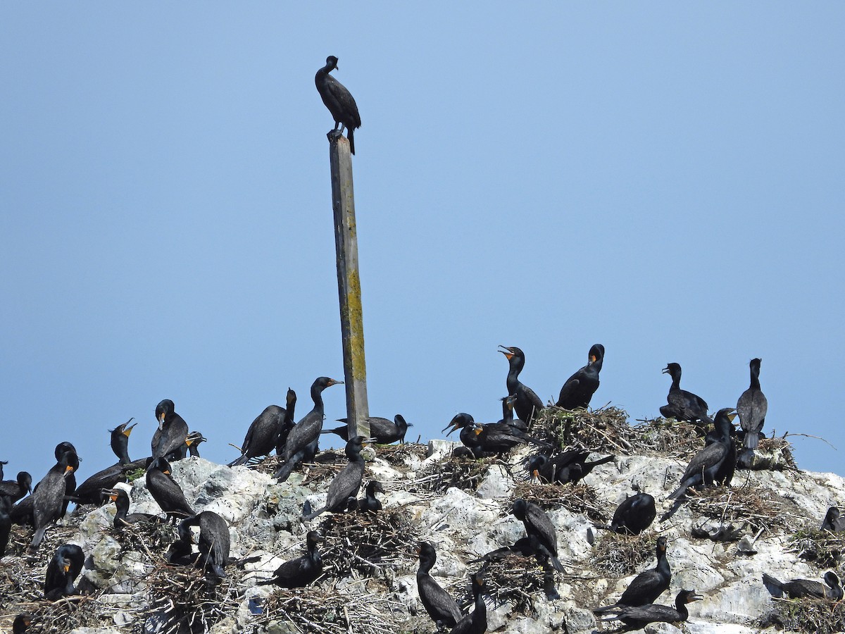 Double-crested Cormorant - ML620144040