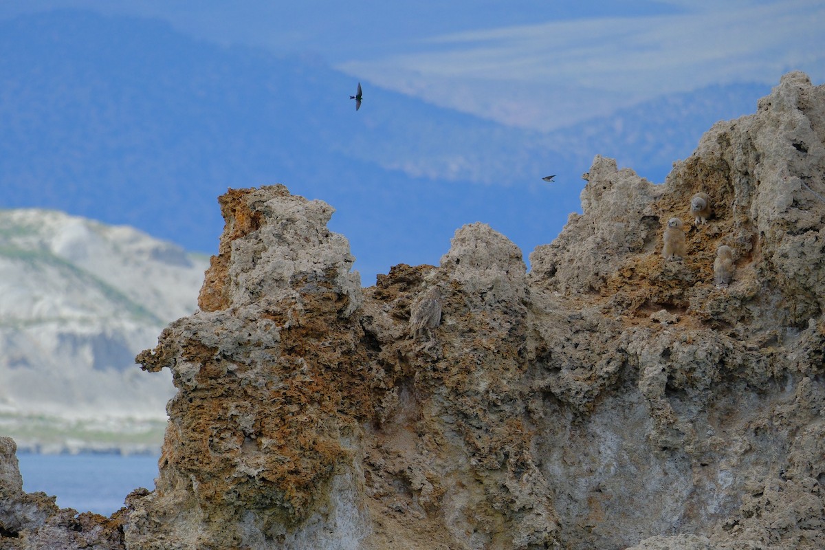 Great Horned Owl - Elliot Chasin