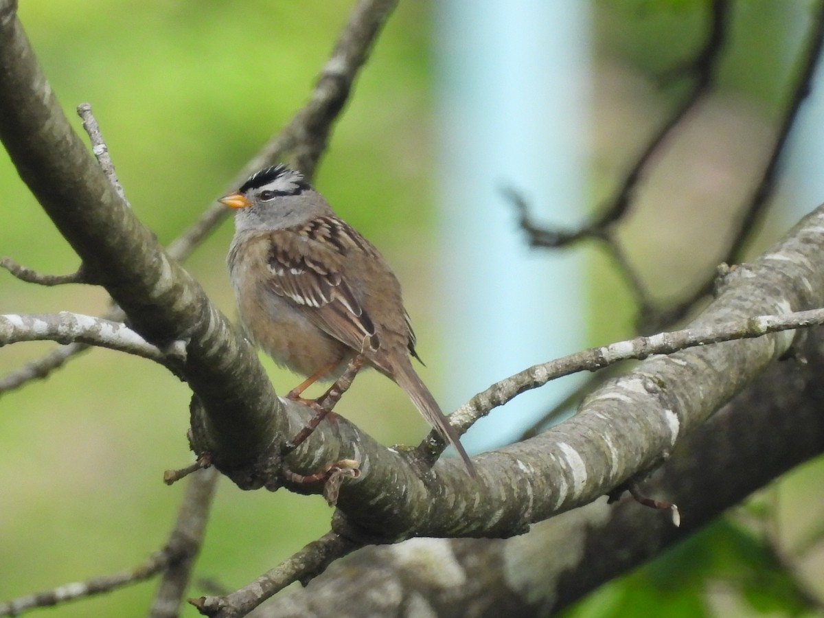 White-crowned Sparrow - ML620144055