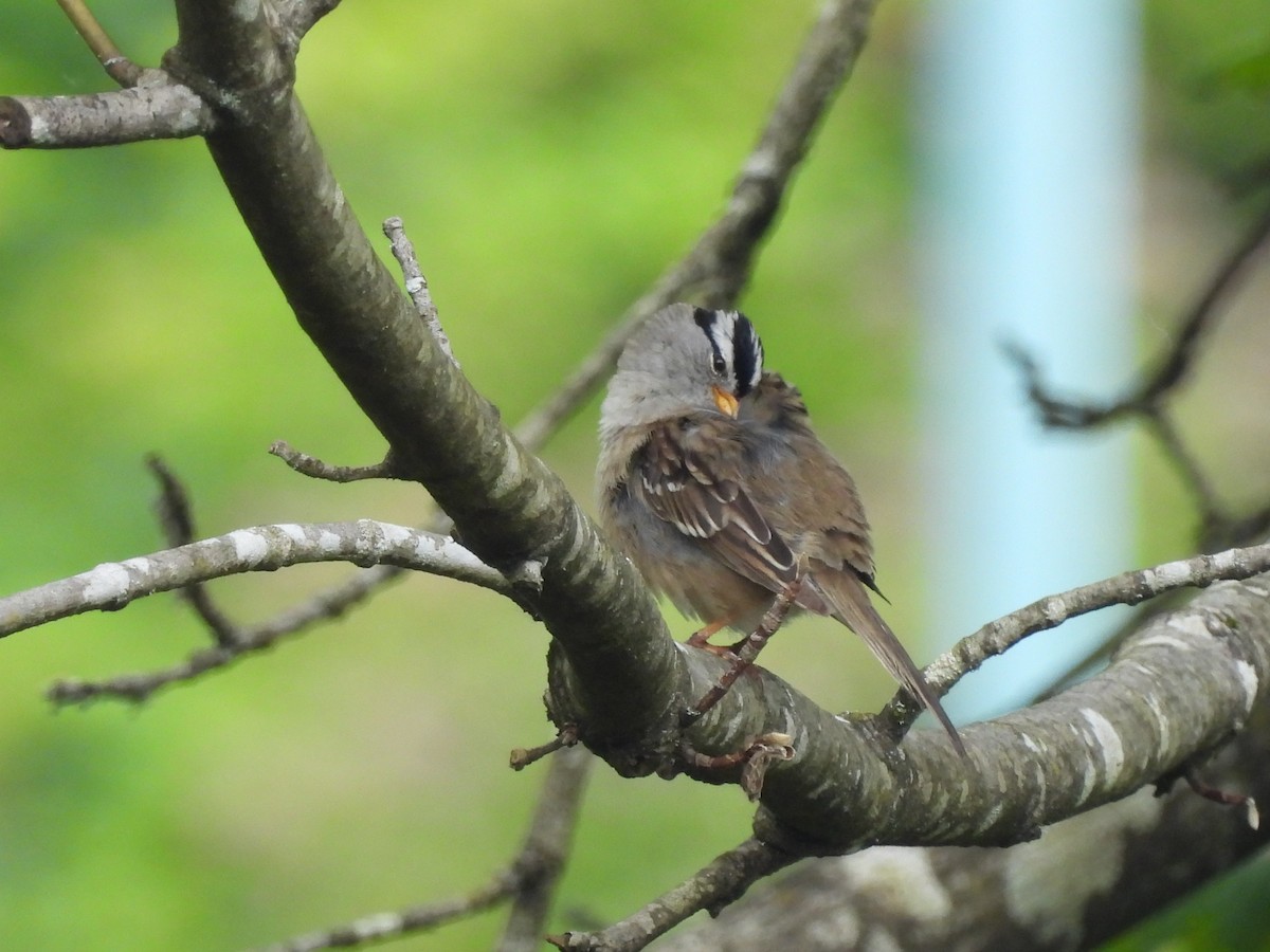 White-crowned Sparrow - ML620144059