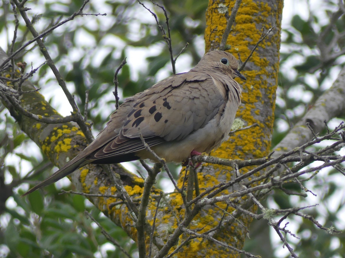 Mourning Dove - ML620144071