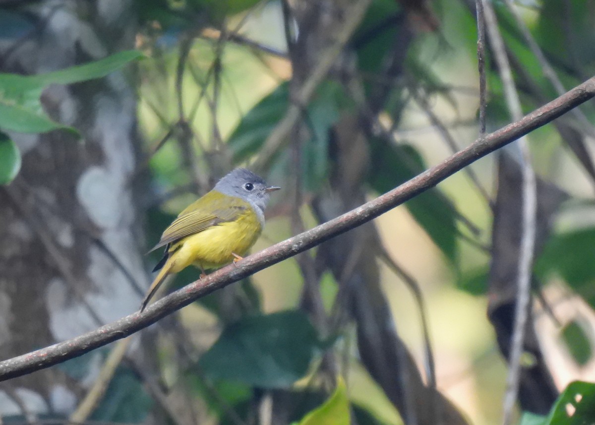 Gray-headed Canary-Flycatcher - ML620144079