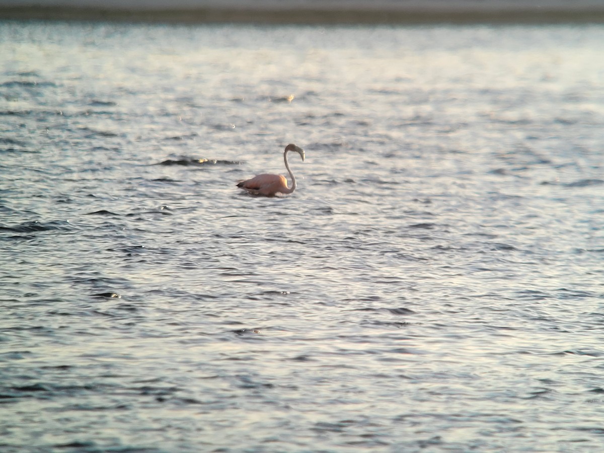 American Flamingo - ML620144082