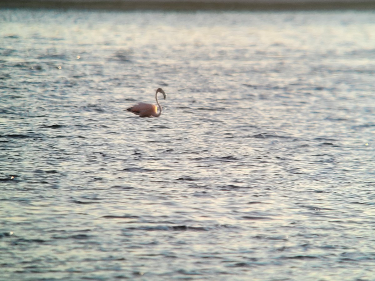 American Flamingo - ML620144084