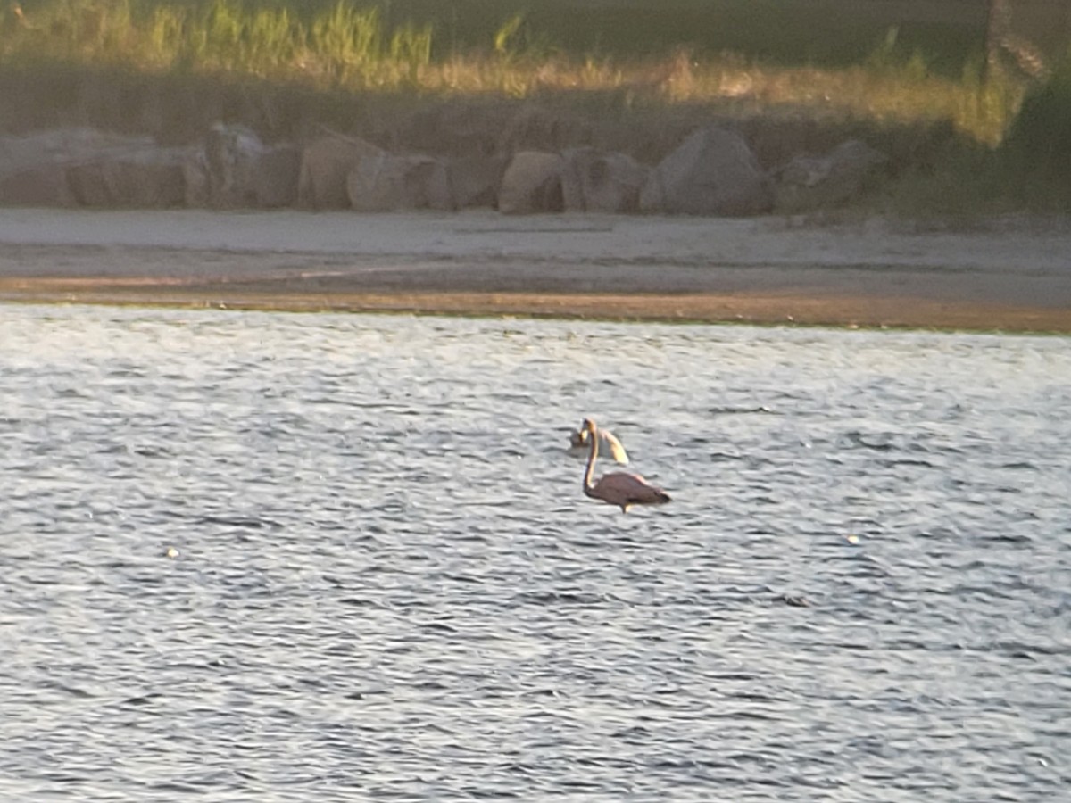 American Flamingo - ML620144086