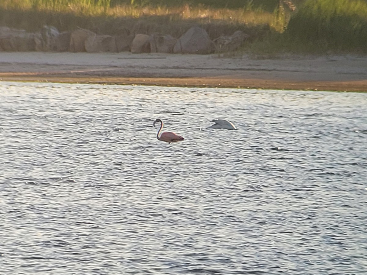 American Flamingo - ML620144088