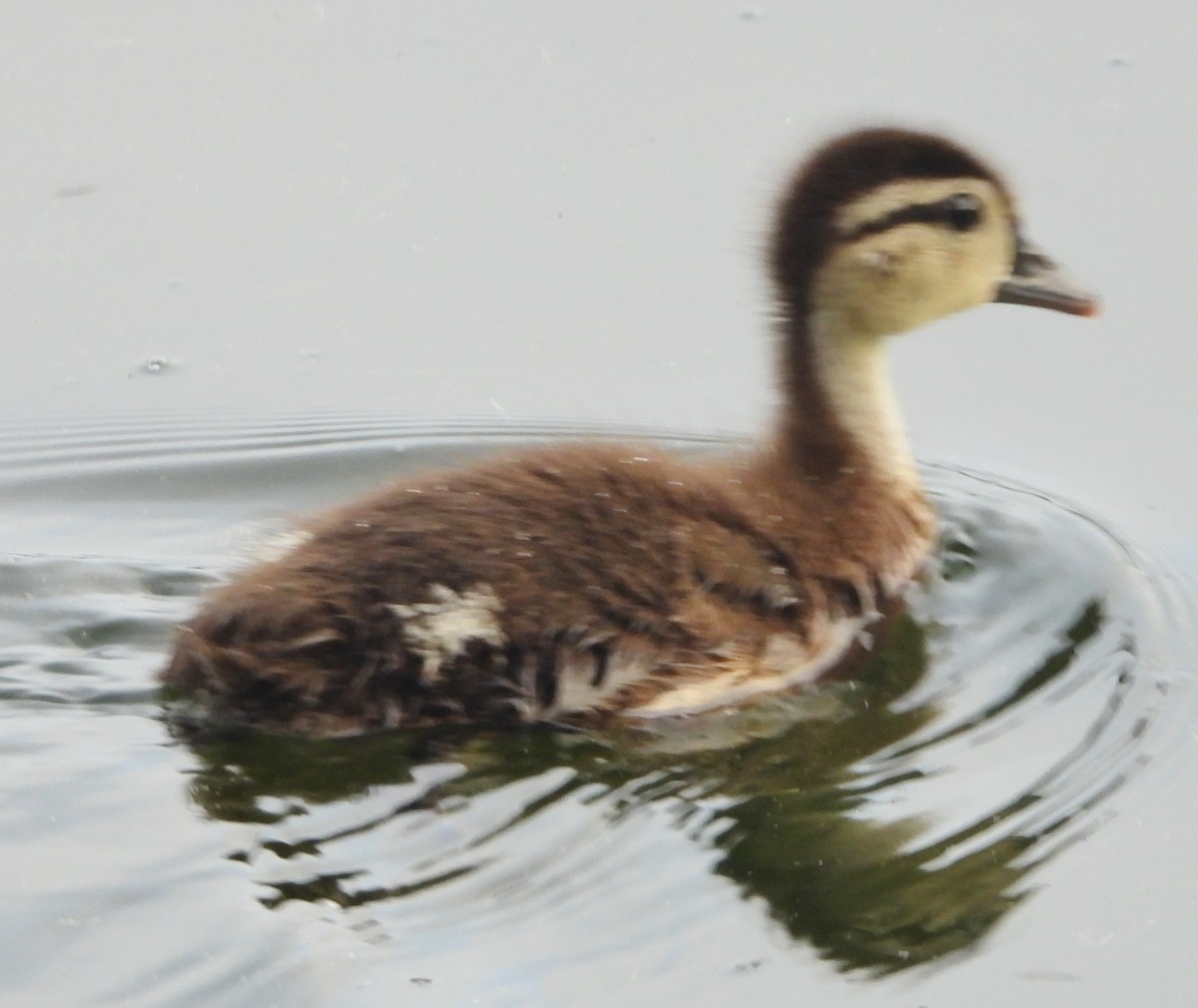 Wood Duck - ML620144093