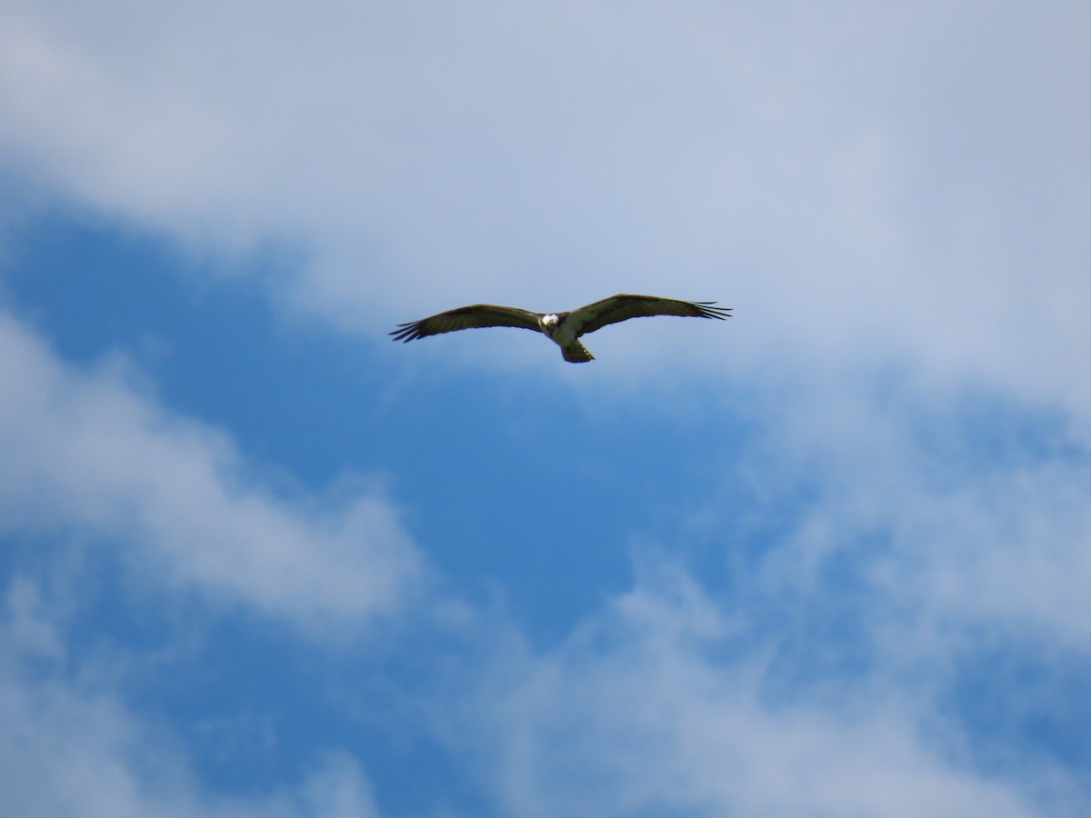 Balbuzard pêcheur - ML620144097