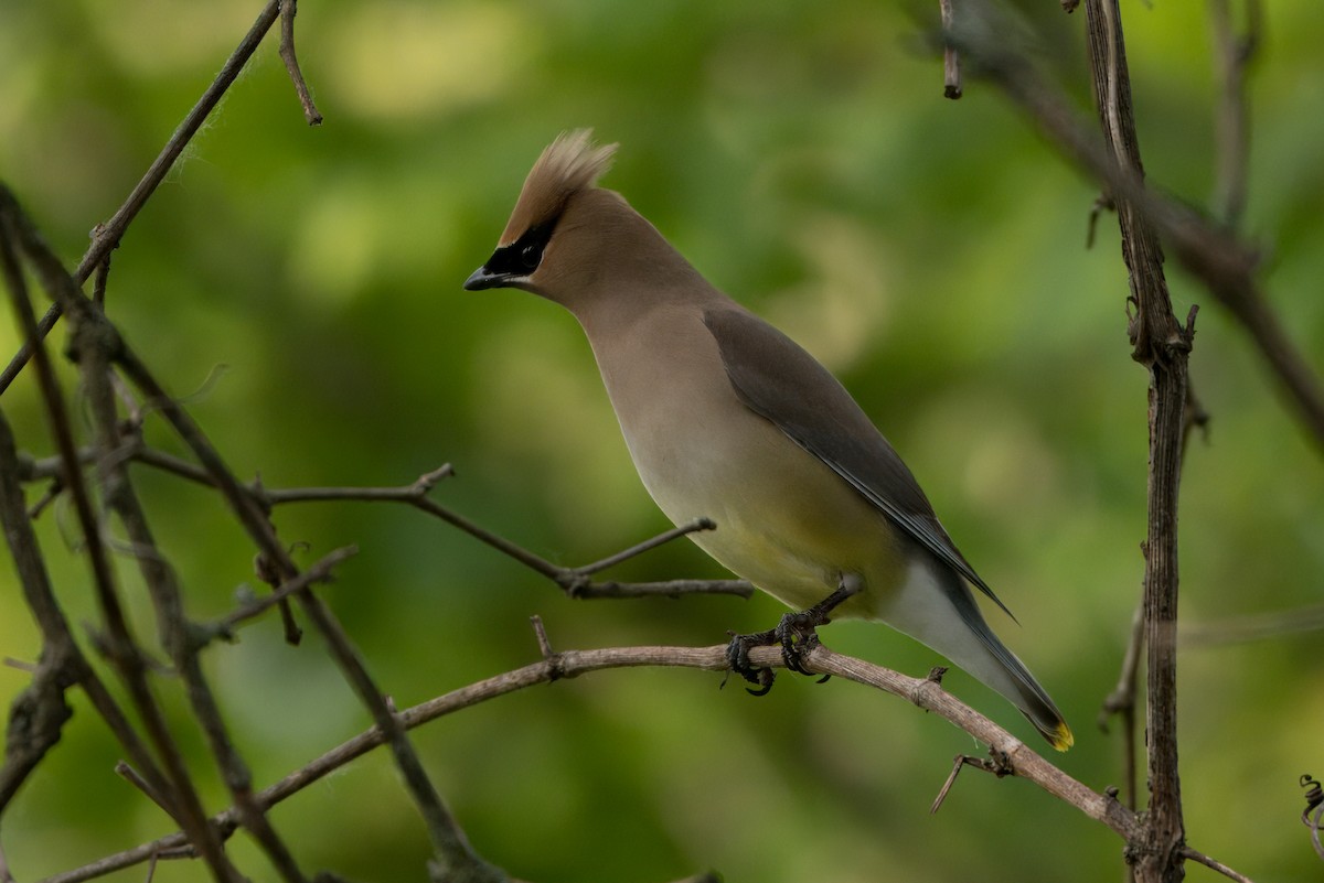 Cedar Waxwing - ML620144103