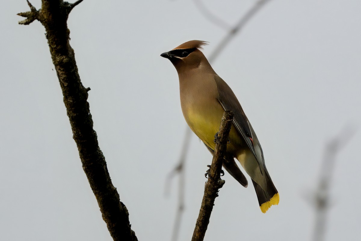 Cedar Waxwing - ML620144105