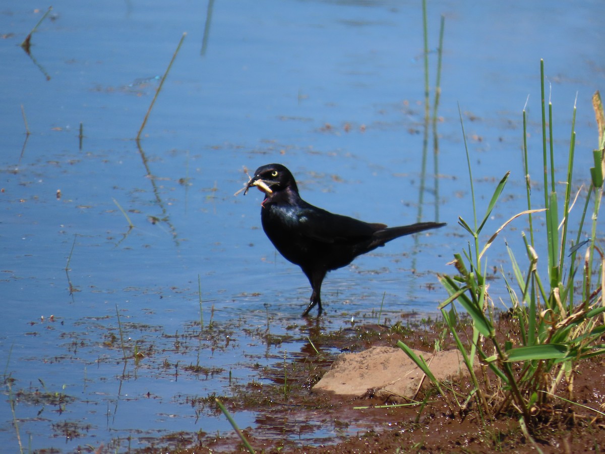 Brewer's Blackbird - ML620144107