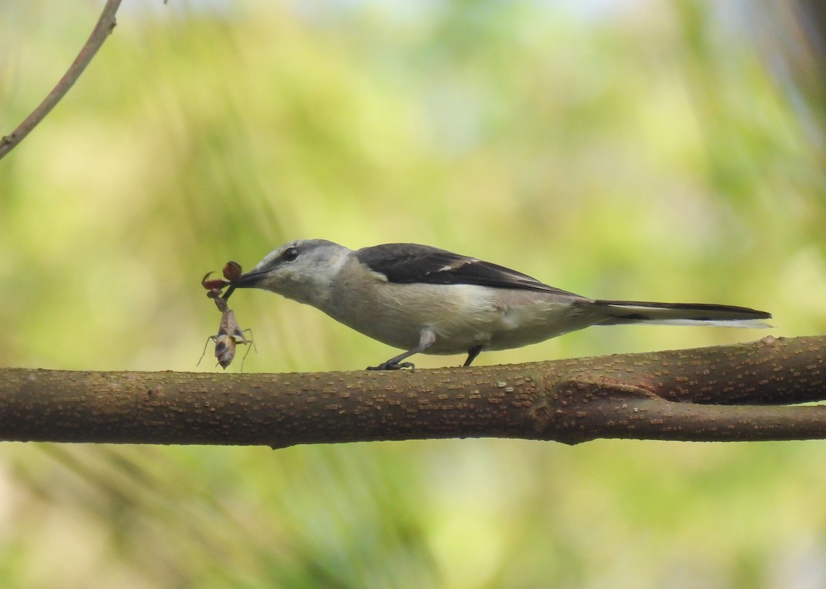 Brown-rumped Minivet - ML620144116