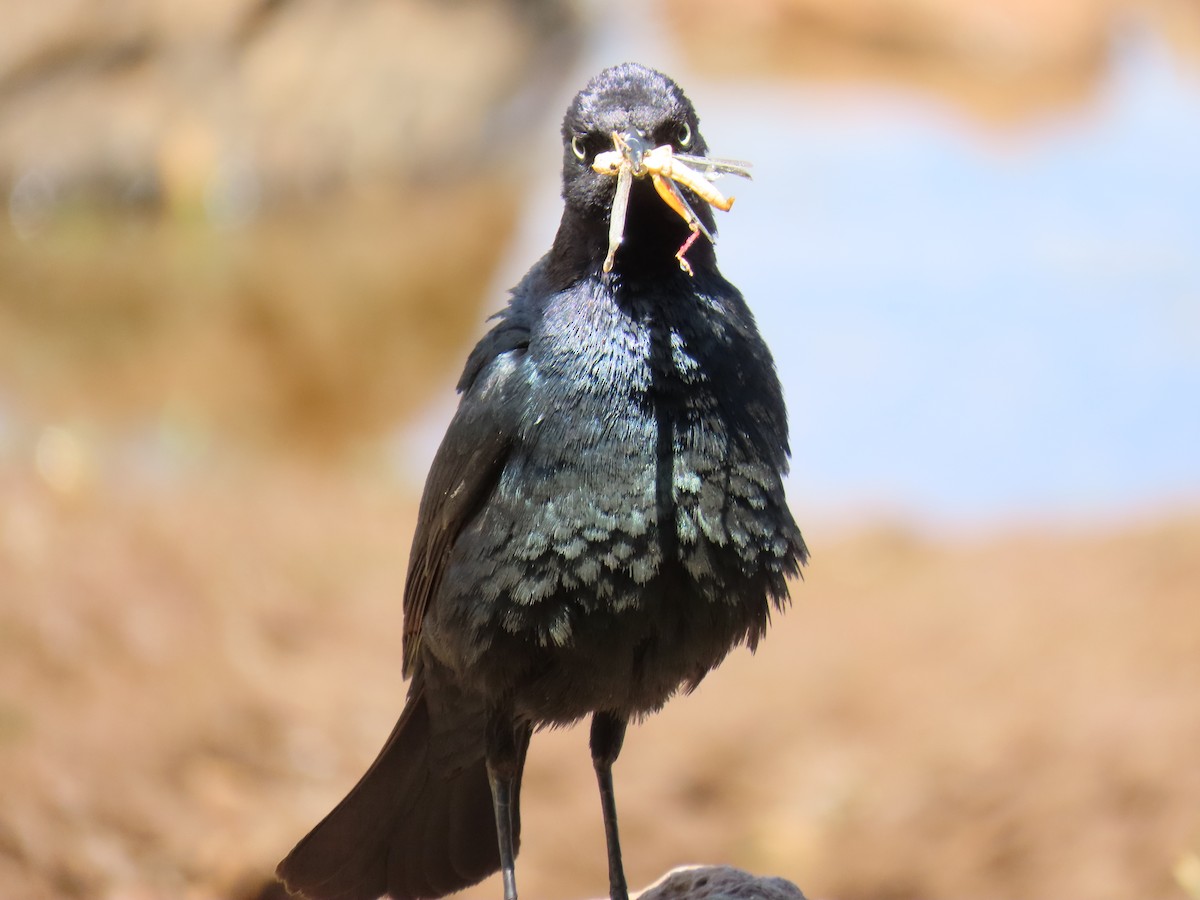 Brewer's Blackbird - ML620144123