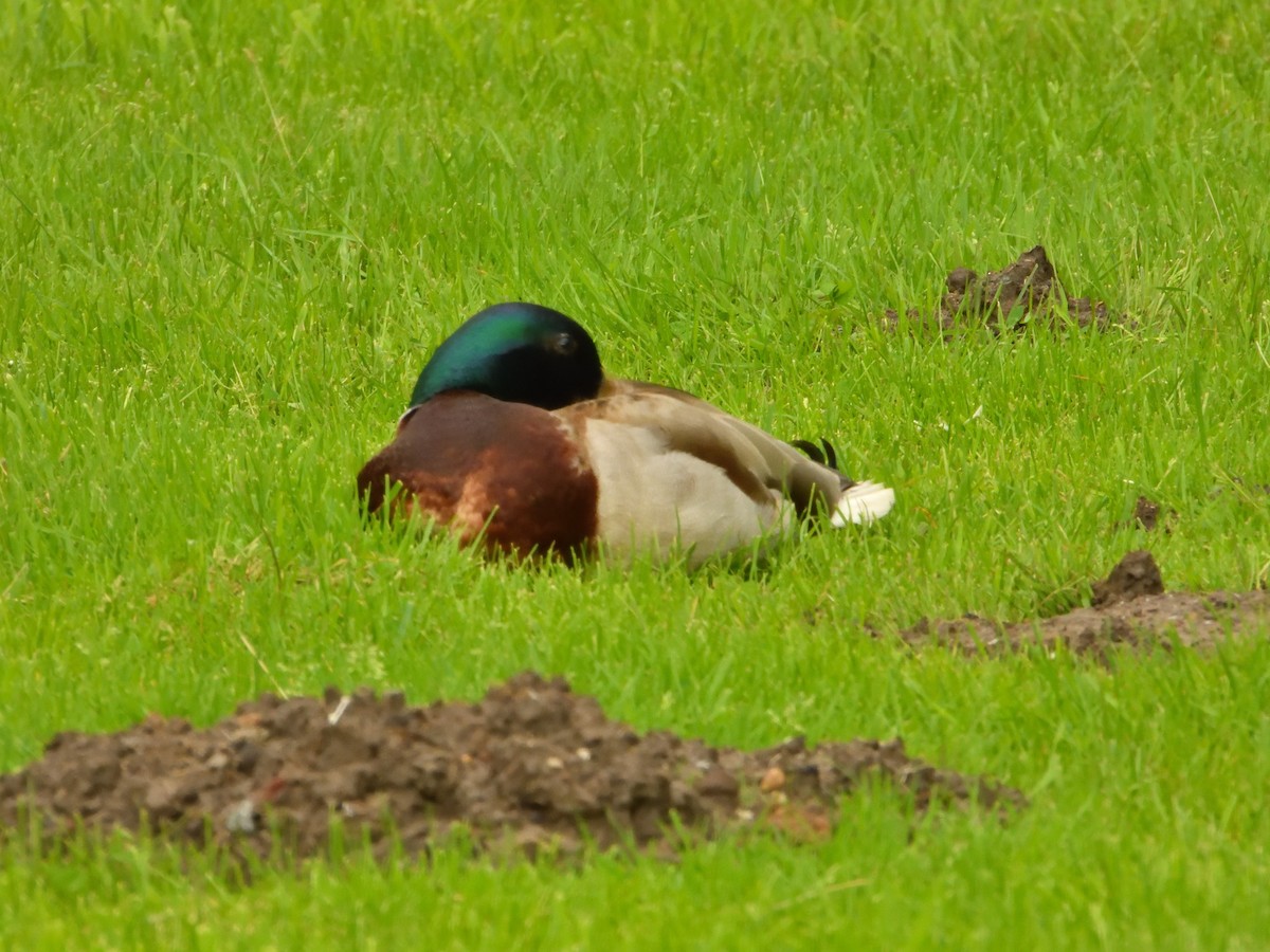 Mallard - Dennis op 't Roodt