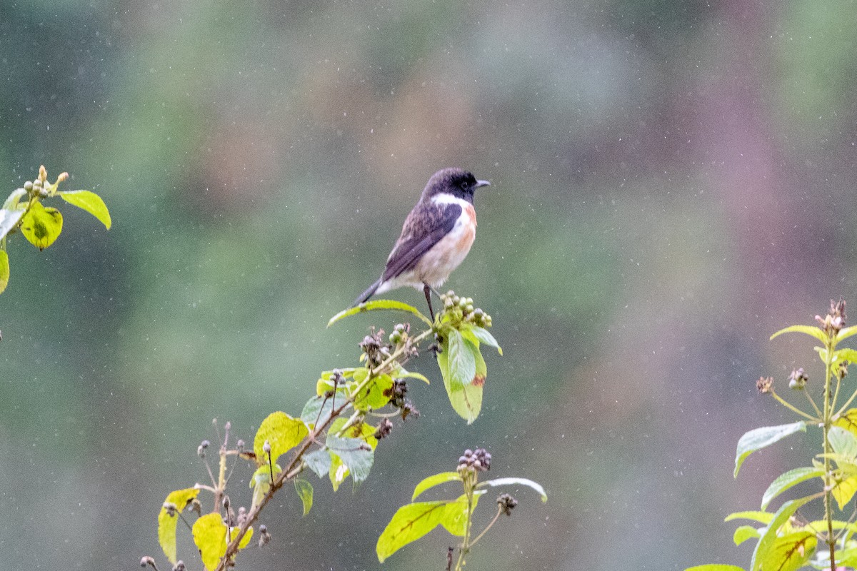 African Stonechat - ML620144145