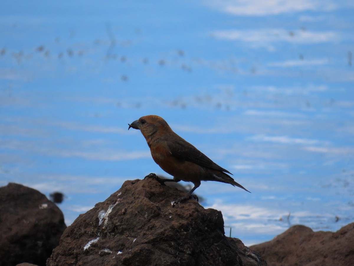 Red Crossbill - ML620144148