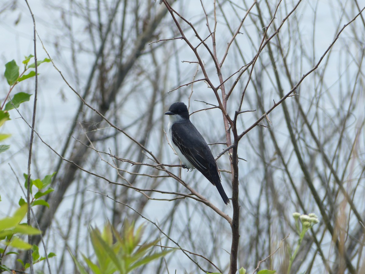 Eastern Kingbird - ML620144149